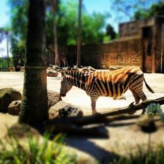 Melbourne Zoo