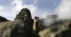 llama of machu picchu