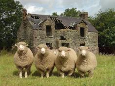 Welcome Committee....England