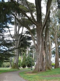 golden gate park panhandle - this is where i lived.  loved it.