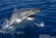 Shark cage diving – Eyre Peninsula, South Australia