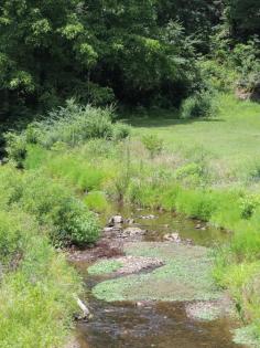 374....A Roadside Creek in Alabama Usa