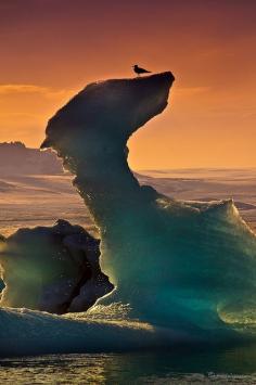 Seagull sitting on top of an iceberg in Jökulsárlón Lagoon, Iceland (by HPHson).