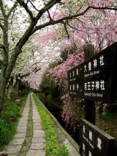 Kyoto - Philosopher's Path is a pedestrian path that follows a cherry-tree-lined canal in Kyoto, between Ginkaku-ji and Nanzen-ji. The route is so-named because the influential 20th century Japanese philosopher and Kyoto University professor Nishida Kitaro is thought to have used it for daily meditation.