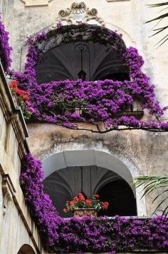 Wisteria Balcony, Venice, Italy