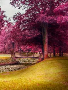 Purple Park, Slovenia photo via james