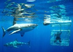 Shark Cage with Great Whites - DONE!  (off the coast of Adelaide, Australia)