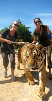 Tiger Temple Thailand