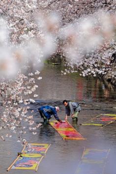 Gojo River, Iwakura, Aichi, Japan (Nonbori-arai, washing the glue off from brand new Koi-nobori, carp streamers.) 五条川 のんぼり洗い