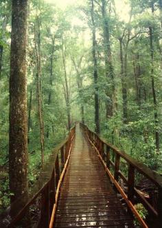 Congaree National Park