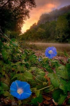 Morning Glories