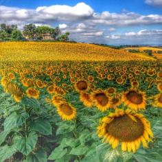 #TroverDetour Le Marche is a lesser know region compared to its famous neighbors, Tuscany and Umbria. But Le Marche cannot be missed when road tripping through #Italy, especially in the summer. Its rolling hills filled with ski slopes of bright yellow sunflowers, each topped with a medieval fortress city, are a photographer's dream. Wineries and olive oil makers are endless here, as well as some of the best food in Italy. Discovered by Kristin Rust at Le Marche Italy, Ostra, Italy #travel