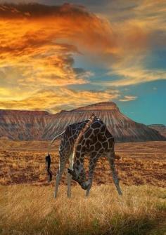 Twitter, Stunning wildlife picture of a Giraffe! Just look at that amazing backdrop! pic.twitter.com/5454f49Ib7