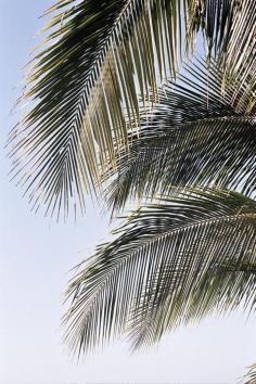 palm fronds