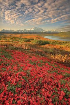 Denali Nation Park, Alaska. I