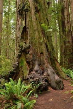 Hiking Jedediah Smith State Park California