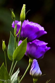 Purple Lisianthus