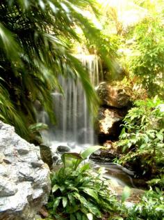 Brisbane Botanic Gardens, Australia Copyright: Stephane Guillot