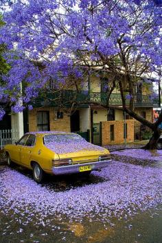 Jacaranda Rain, Sydney, Australia (by schizophonia).