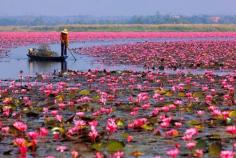 Red Lotus Sea in Udon Thani, Thailand