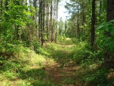 350...Wooded Area Jefferson County Alabama Usa