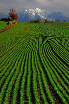 Biei, Hokkaido, Japan