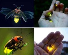 Illuminated Fire Flies!