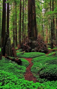 Redwood Path, California