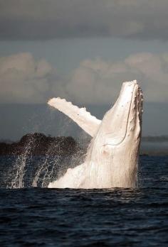 Migaloo, the only known all white humpback whale, was photographed by Jenny Dean (first, third photos) in the great barrier reef.