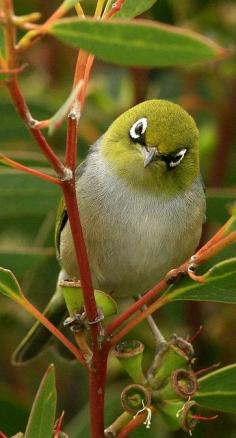 Silvereye in Soap Mallee, South Australia, 2009, photograph by Bruce Doran.