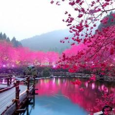 Cherry Blossom Lake - Sakura, Japan