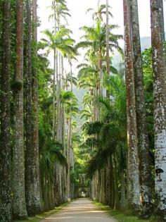 #travelcolorfully rio de janeiro botanical gardens