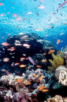 Scuba diving in Australia @ the Great Barrier Reef by fay Queensland