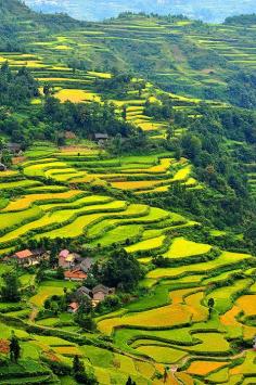 Yong Ding rice terrace in Zhang Jiajie, China 张家界市永定梯田