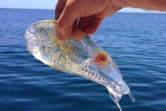 This Salpa maxima is an amazing translucent tunicate found in subtropical waters, and this individual was found near New Zealand. Some species range all the way down to the Southern Ocean surrounding Antarctica. AMAZING  www.jmhhacker.com... More Here