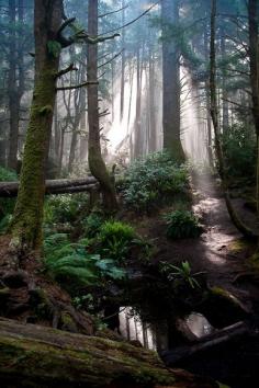 A foggy morning on the Juan de Fuca trail near Mystic Beach, Vancouver Island, British Columbia, Canada.