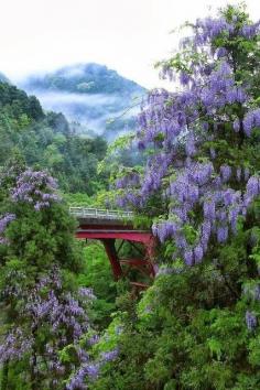 Wisteria, Kitayama, Kyoto, Japan