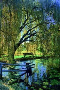 The pond at Eltham, Melbourne, Victoria Australia