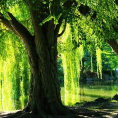 Weeping Willow River, Indiana photo via enchanted