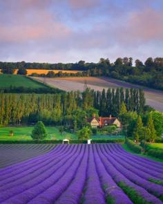 bluepueblo:   Lavender Field, Eynsford, England photo via campo