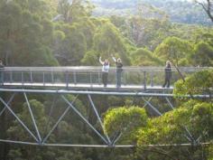 Next is the Valley of the Giants and Ancient Empire. Here we take the stunning Tree Top boardwalk, 40m above the forest floor and through the canopy of the Red Tingle Trees.