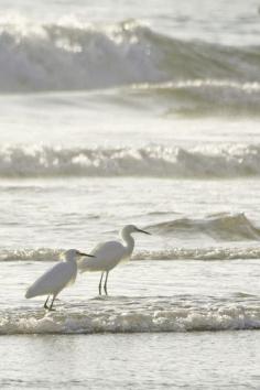 Egrets in the surf