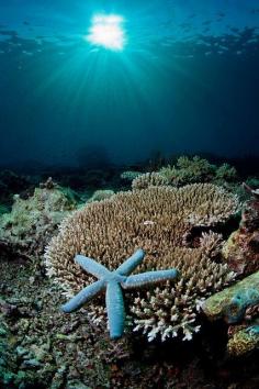 Sea star and coral