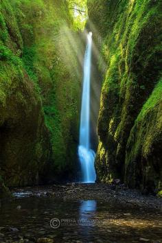 Forest Gem, Columbia gorge OR, by   Pete Wongkongkathep