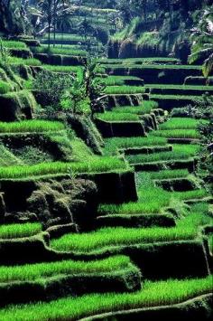 Rice Pads - Tellalalang, Bali, Indonesia