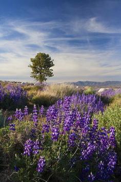 Lupine and Juniper | Division Creek