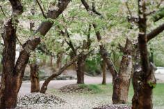 three of my favourite things. japan. cherry blossoms & rain.