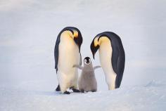 Emperor penguin family, Aptenodytes forsteri, Antarctica © Frans Lanting / LUZphoto