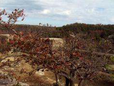 381.....Little River Canyon Overlook in Alabama Usa