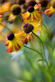 Autumn Flowers - Helenium #fallcolor